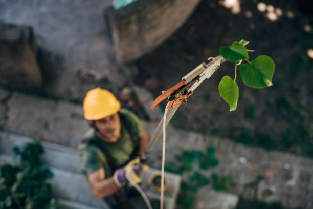 Residential Tree Removal in Pleasant Hill, PA